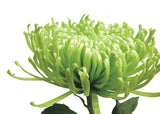 Green Bloom 1 -  Jenny Kraft - McGaw Graphics