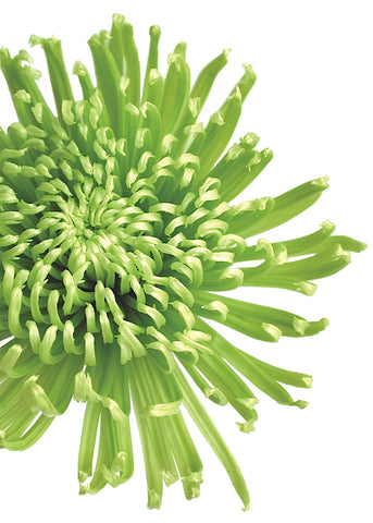Green Bloom 3 -  Jenny Kraft - McGaw Graphics