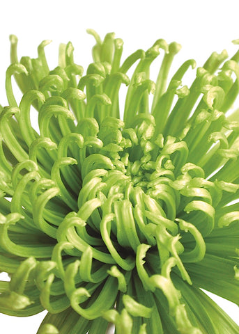 Green Bloom 5 -  Jenny Kraft - McGaw Graphics