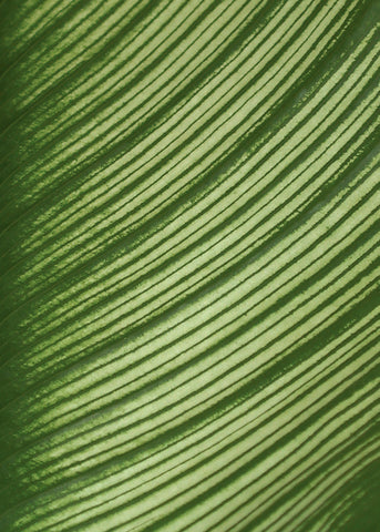 Cannis Veins -  Jenny Kraft - McGaw Graphics