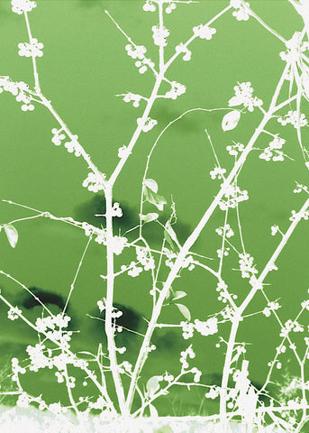 Autumn Branch (green) -  Jenny Kraft - McGaw Graphics