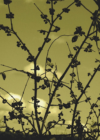 Autumn Branch (sepia) -  Jenny Kraft - McGaw Graphics