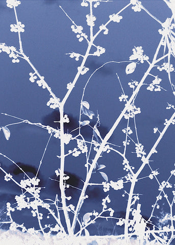 Autumn Branch (blue) -  Jenny Kraft - McGaw Graphics