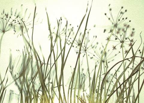 Watery Grasses 3 -  Jenny Kraft - McGaw Graphics