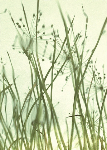 Watery Grasses 1 -  Jenny Kraft - McGaw Graphics