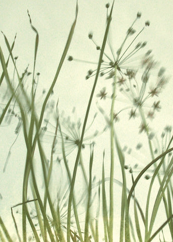 Watery Grasses 2 -  Jenny Kraft - McGaw Graphics