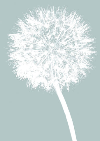 Dandelion (blue) -  Jenny Kraft - McGaw Graphics