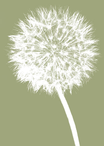 Dandelion (khaki) -  Jenny Kraft - McGaw Graphics