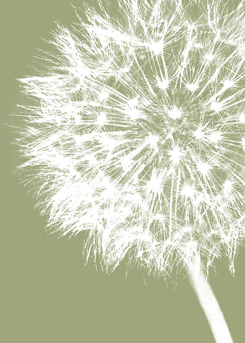 Dandelion Crop (khaki) -  Jenny Kraft - McGaw Graphics