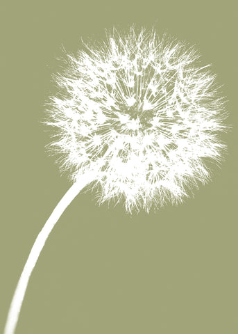 Dandelion Tilt (khaki) -  Jenny Kraft - McGaw Graphics