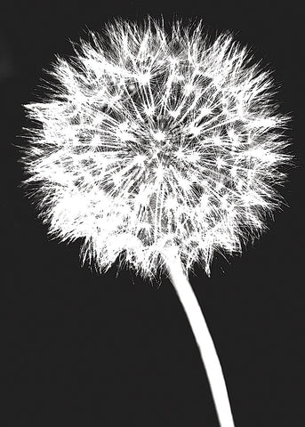 Dandelion -  Jenny Kraft - McGaw Graphics