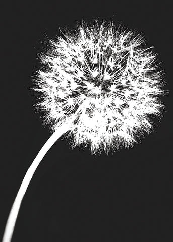 Dandelion Tilt -  Jenny Kraft - McGaw Graphics