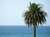 Palm at Moonlight Beach -  Jenny Kraft - McGaw Graphics