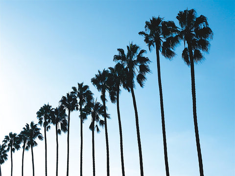 La Jolla Palms -  Jenny Kraft - McGaw Graphics