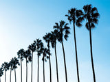 La Jolla Palms -  Jenny Kraft - McGaw Graphics