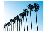 La Jolla Palms -  Jenny Kraft - McGaw Graphics