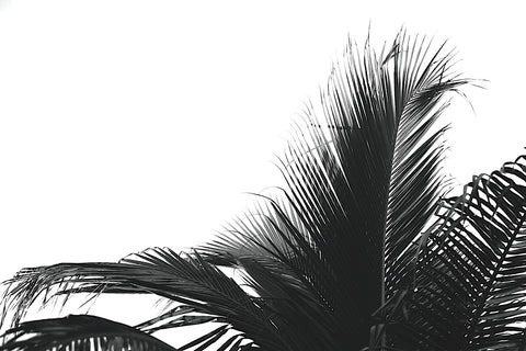 Palms 2 -  Jamie Kingham - McGaw Graphics