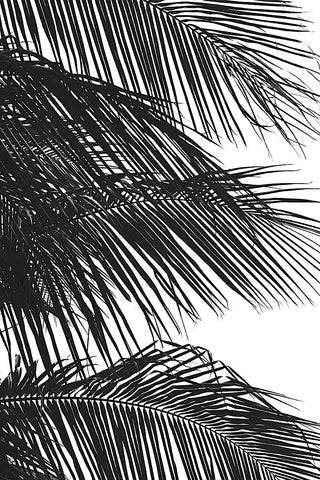 Palms 4 -  Jamie Kingham - McGaw Graphics