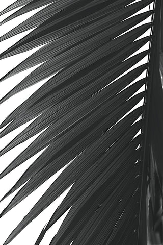 Palms 7 -  Jamie Kingham - McGaw Graphics