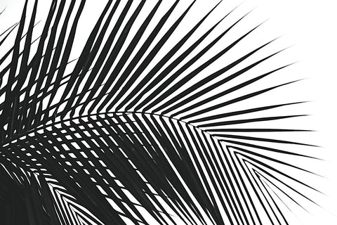 Palms 10 -  Jamie Kingham - McGaw Graphics