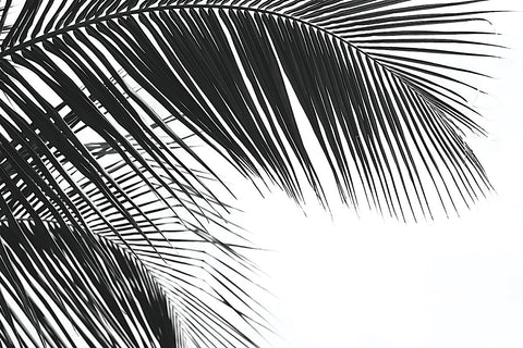 Palms 11 -  Jamie Kingham - McGaw Graphics