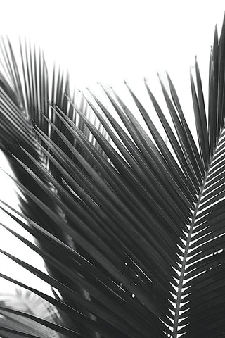 Palms 12 -  Jamie Kingham - McGaw Graphics