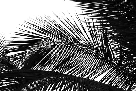 Palms 13 -  Jamie Kingham - McGaw Graphics