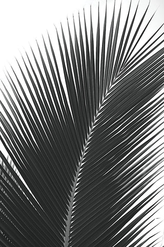 Palms 14 -  Jamie Kingham - McGaw Graphics
