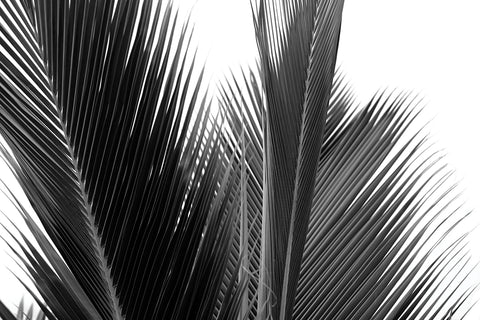 Palms 15 -  Jamie Kingham - McGaw Graphics