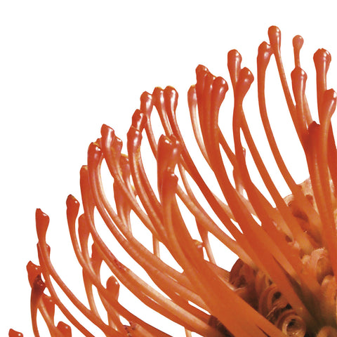 Orange Protea 4 (detail) -  Jenny Kraft - McGaw Graphics