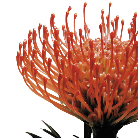 Orange Protea 1 (detail) -  Jenny Kraft - McGaw Graphics