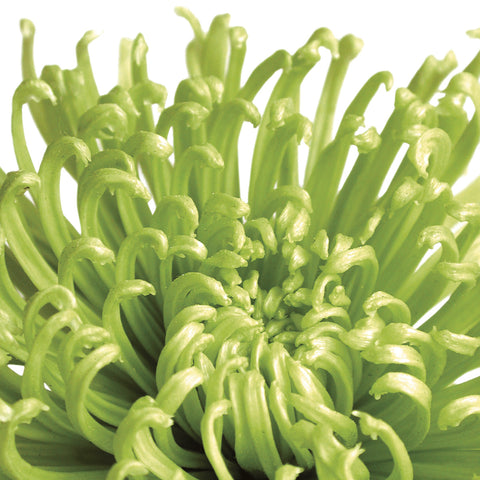 Green Bloom 5 (detail) -  Jenny Kraft - McGaw Graphics