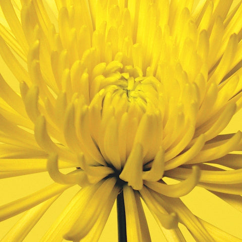 Yellow Mum 4 -  Jenny Kraft - McGaw Graphics