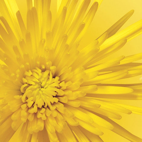 Yellow Mum 3 -  Jenny Kraft - McGaw Graphics