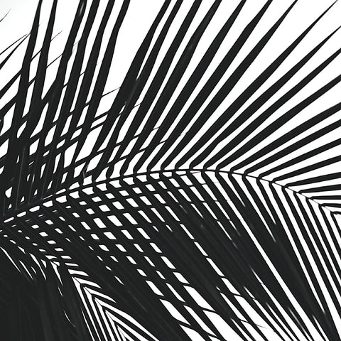 Palms 10 (detail) -  Jamie Kingham - McGaw Graphics