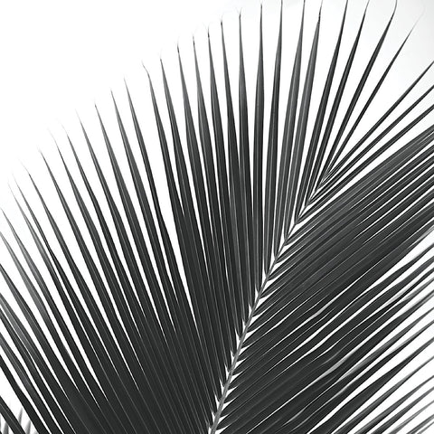 Palms 14 (detail) -  Jamie Kingham - McGaw Graphics