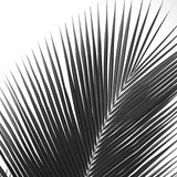 Palms 14 (detail) -  Jamie Kingham - McGaw Graphics