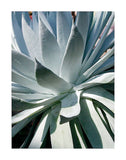 Cactus 1 -  Jenny Kraft - McGaw Graphics