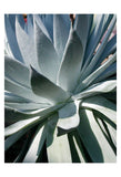 Cactus 1 -  Jenny Kraft - McGaw Graphics