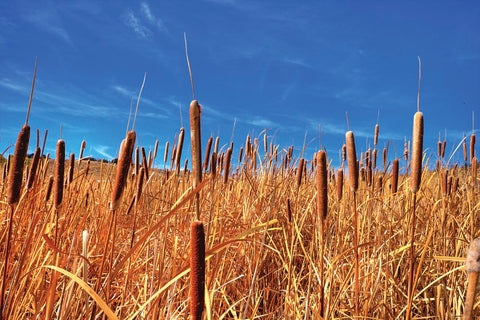 Hot Dog Reeds -  Bob Larson - McGaw Graphics