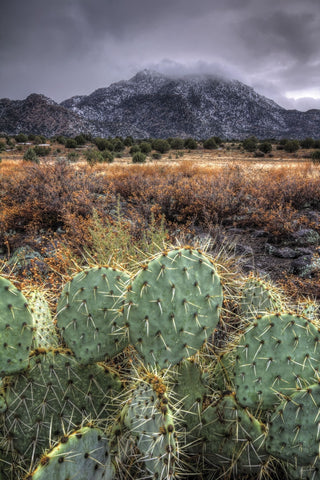 Cactus Overcast -  Bob Larson - McGaw Graphics