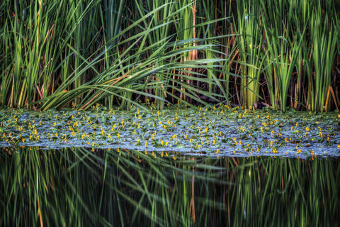 Splitting Reeds -  Bob Larson - McGaw Graphics