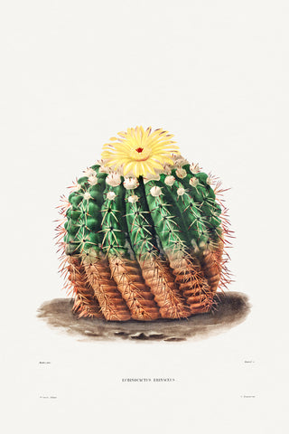 Golden Barrel Cactus -  Charles Antoine Lemaire - McGaw Graphics