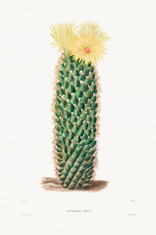 Hedgehog Cactus -  Charles Antoine Lemaire - McGaw Graphics
