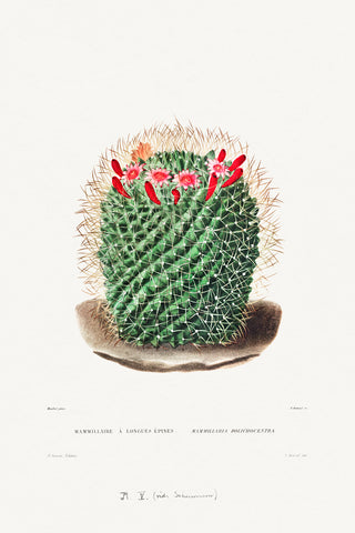 Pincushion Cactus -  Charles Antoine Lemaire - McGaw Graphics