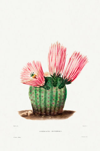 Rainbow Cactus -  Charles Antoine Lemaire - McGaw Graphics