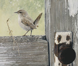 House Wren -  Jan Martin McGuire - McGaw Graphics