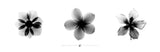 X-Ray Frangipani Triptych -  Bert Myers - McGaw Graphics