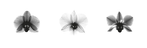 X-Ray Orchid Triptych -  Bert Myers - McGaw Graphics