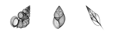 X-Ray Landsnail Triptych -  Bert Myers - McGaw Graphics